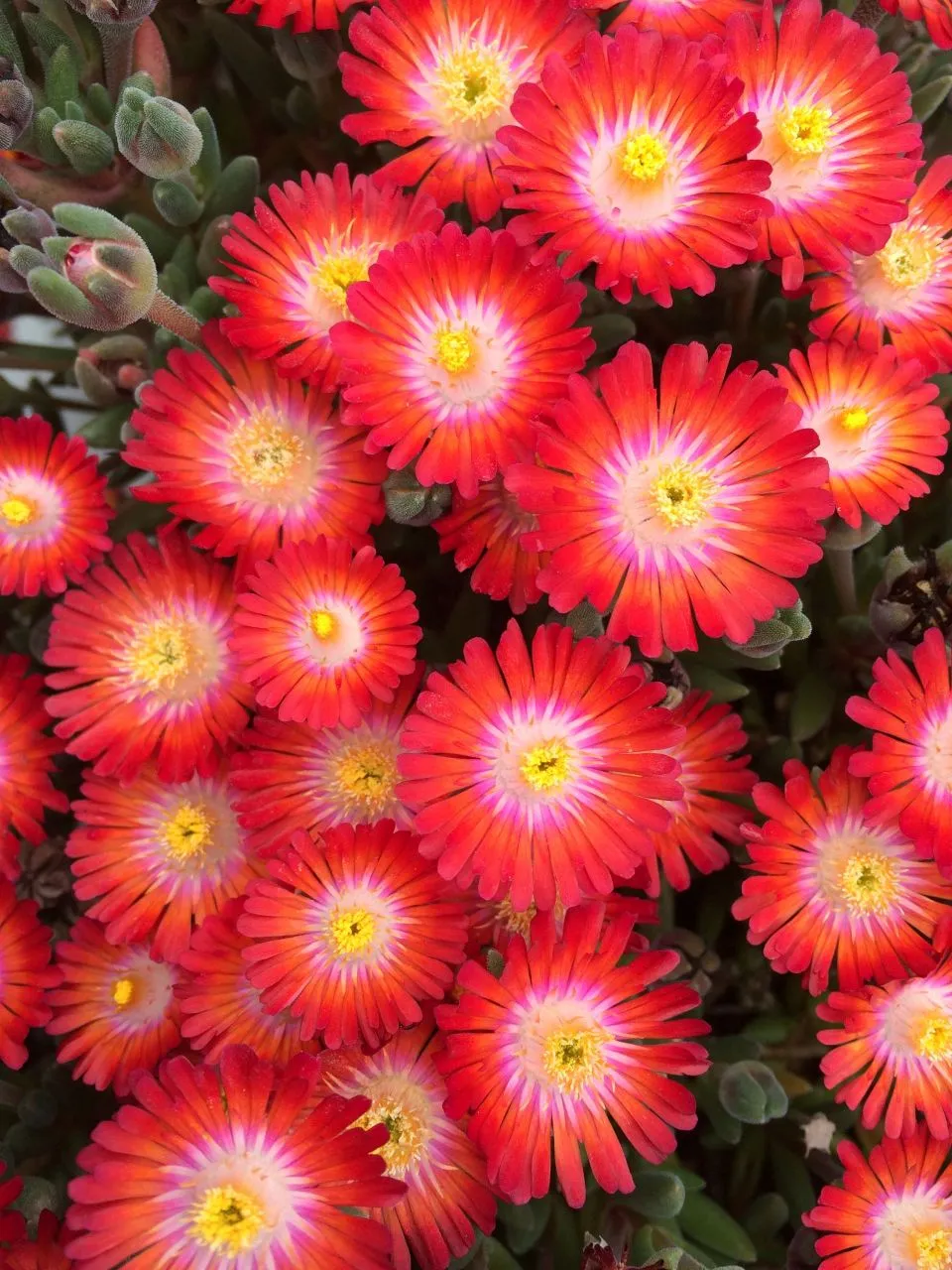 Delosperma JOD Grenade- s