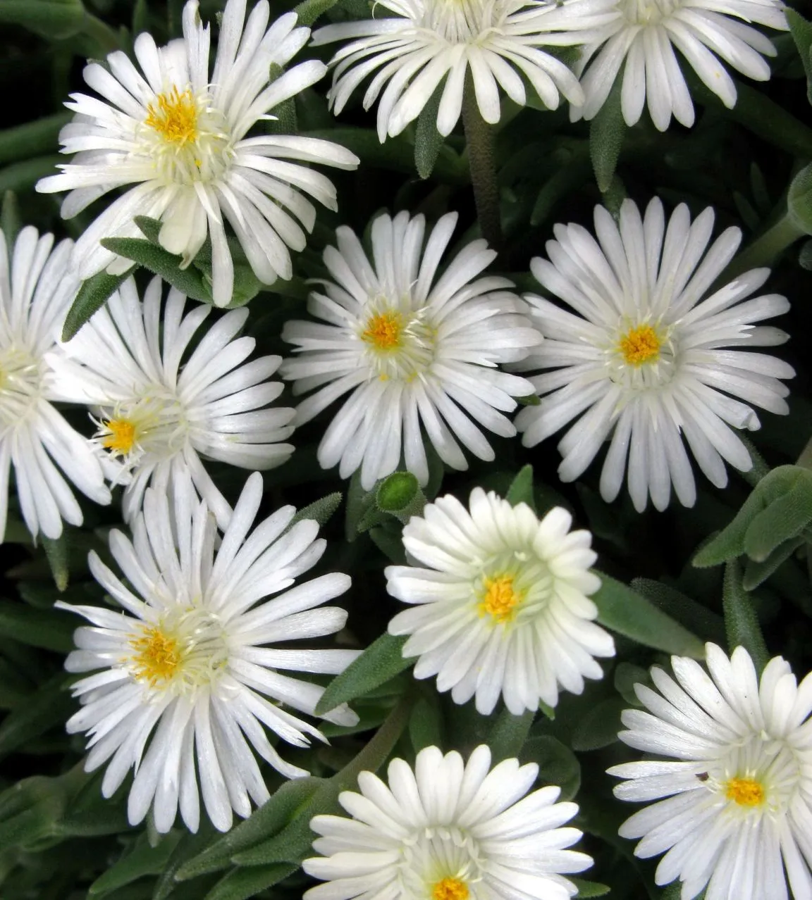 Delosperma JOD Moon Stone-s