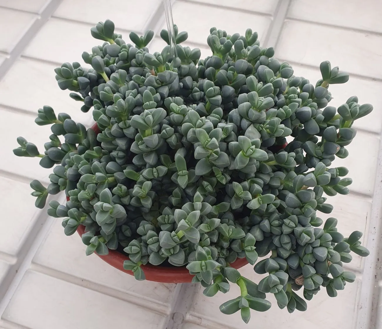 Delosperma Lehmannii-  Jaldety ©