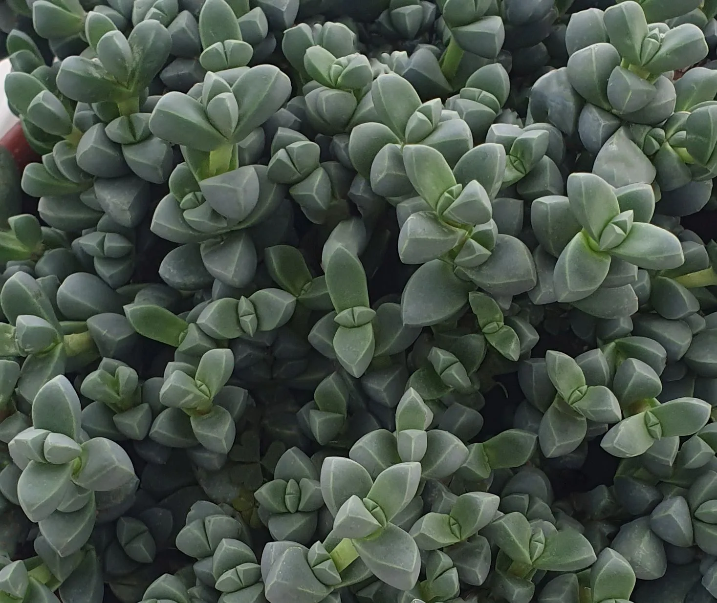 Delosperma Lehmannii- © Jaldety -Part plant (002)
