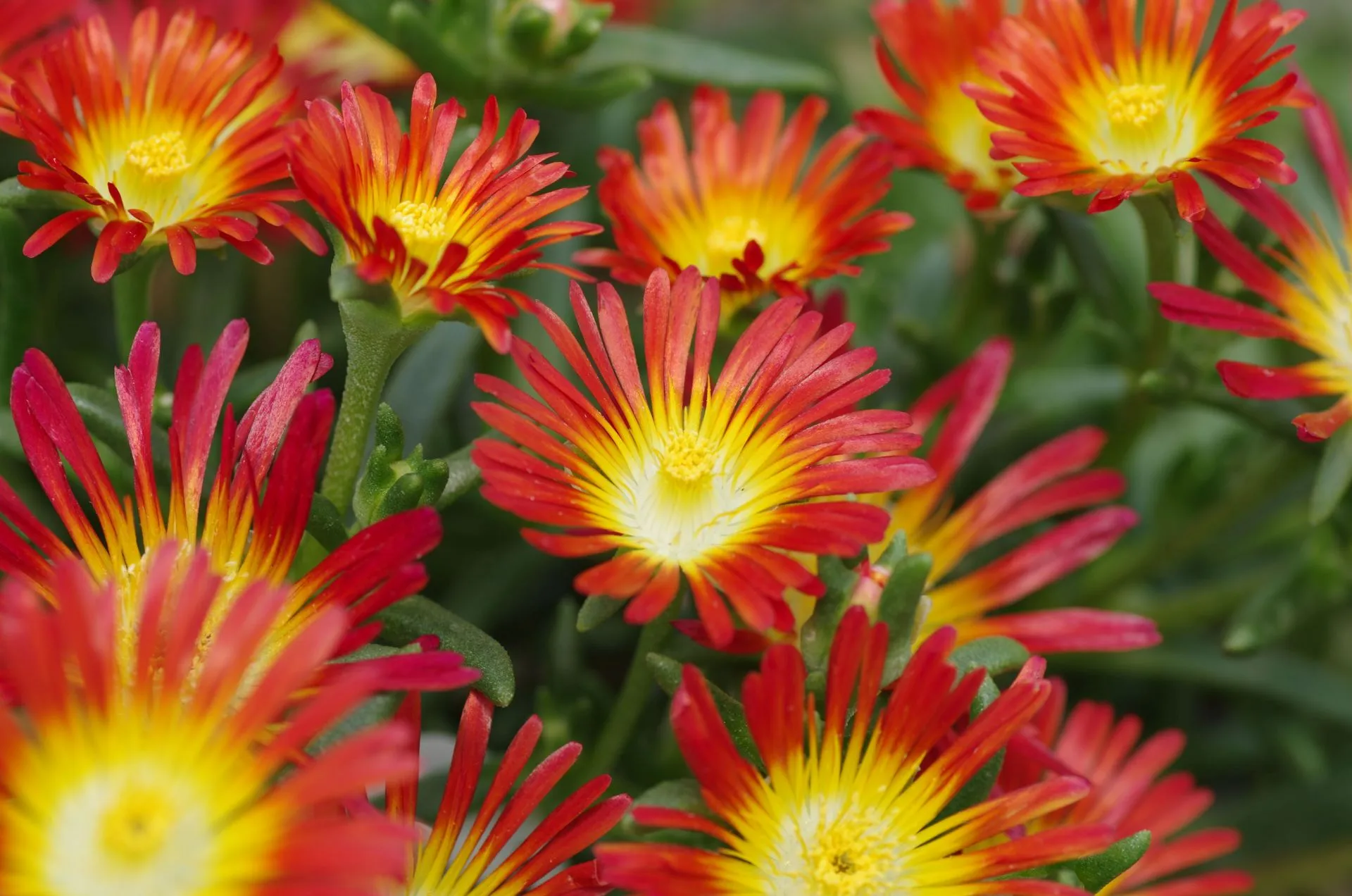 Delosperma