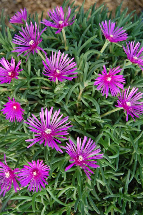 Delosperma cooperi Pink -  Jaldety © 2 cover