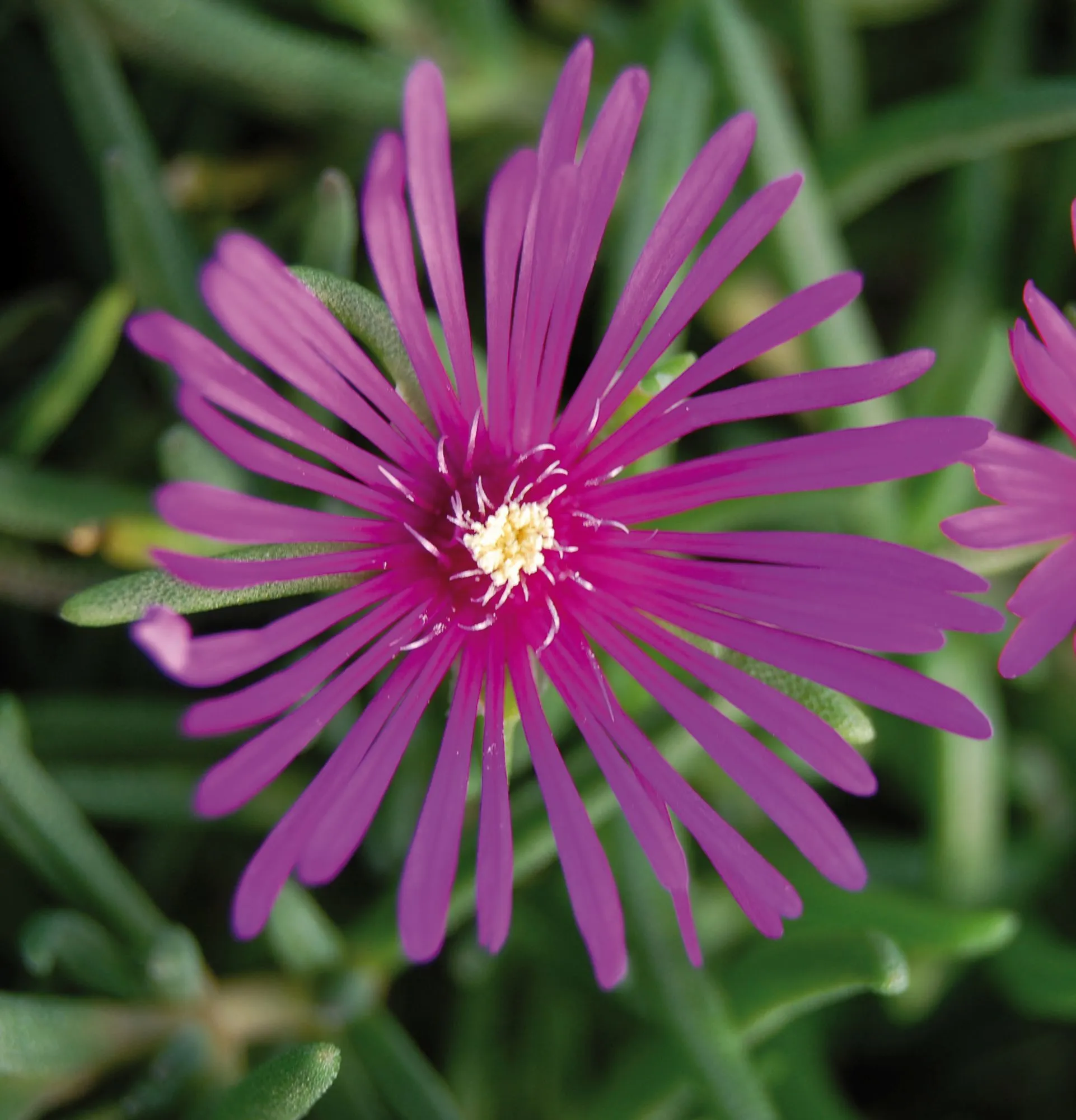 Delosperma cooperi Pink- s  Jaldety © flower