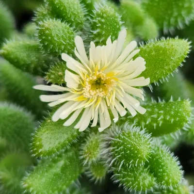 Delosperma echinatum Pickle Plant - ©Jaldety