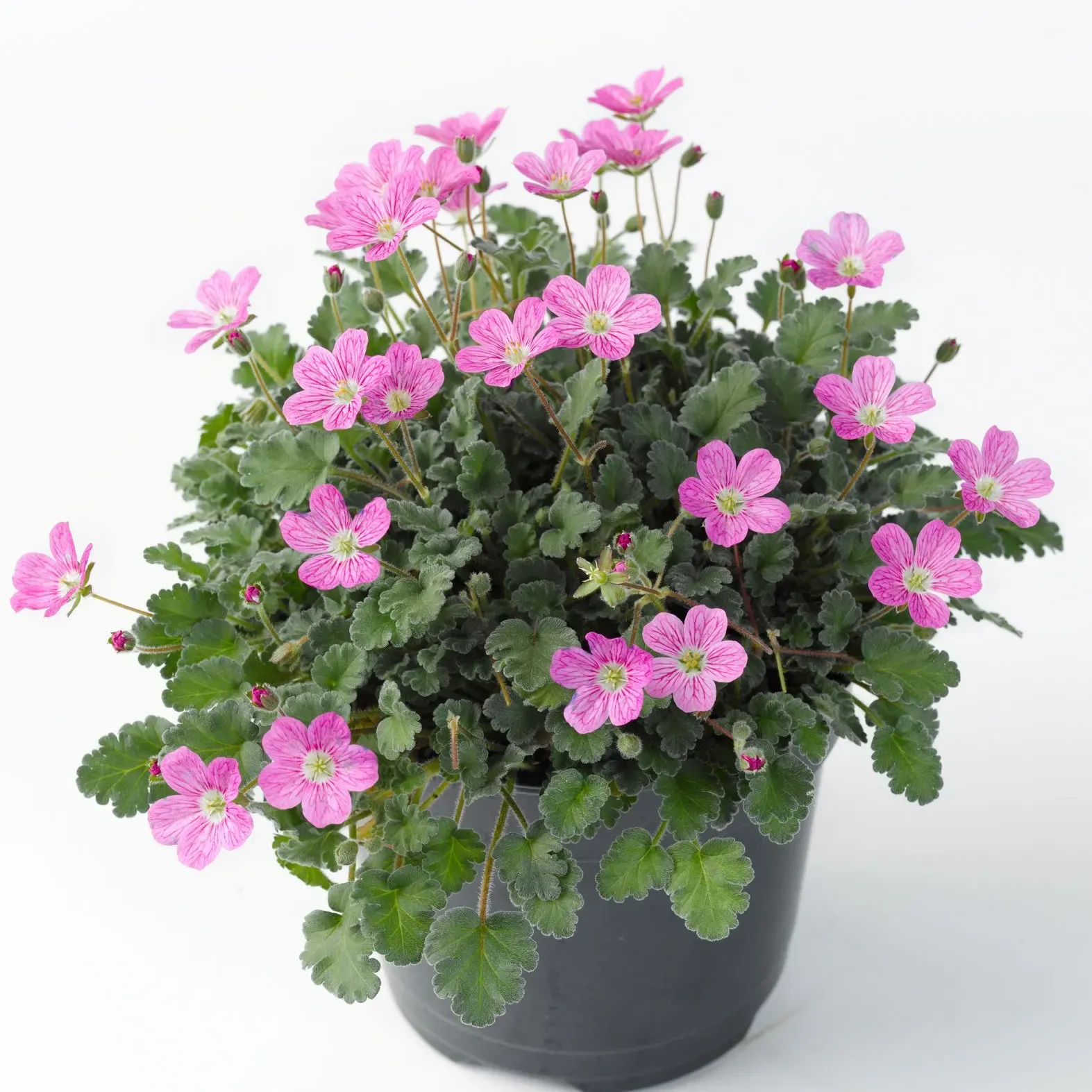 Erodium Bishops Form - Jaldety © plant