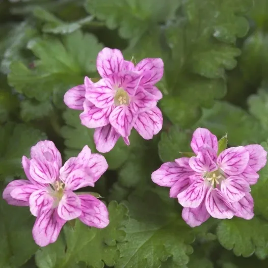 Erodium Flora Pleno - Jaldety ©
