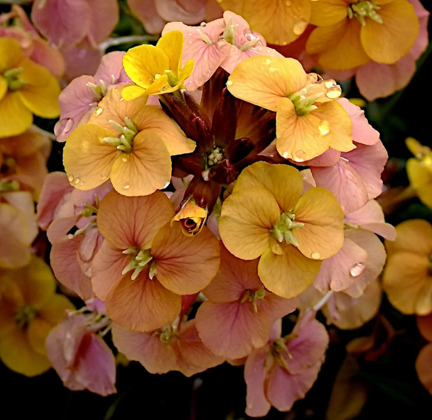 Erysimum Artist Gogh's Gold - s