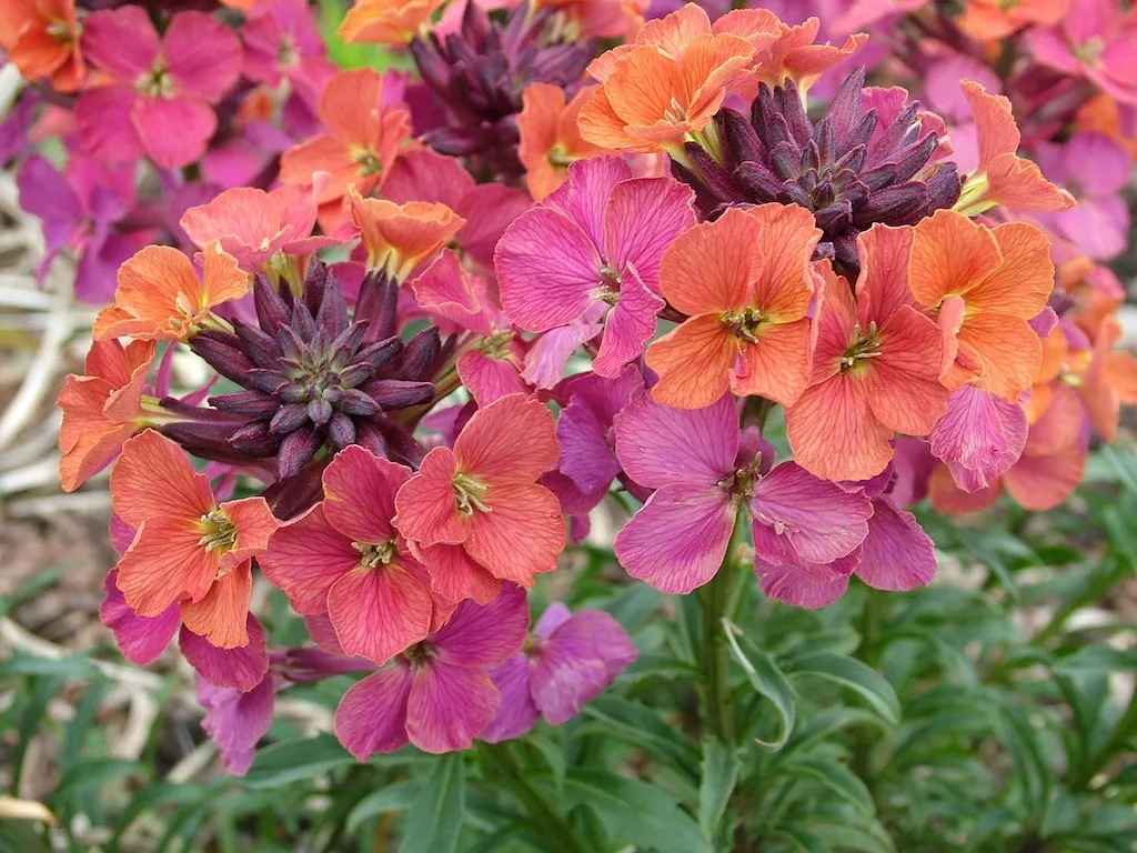 Erysimum Artist Monet's Moment