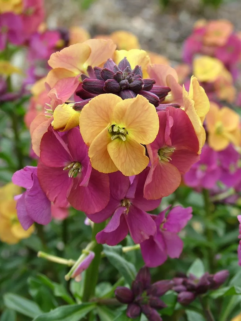 Erysimum Artist Paintbox