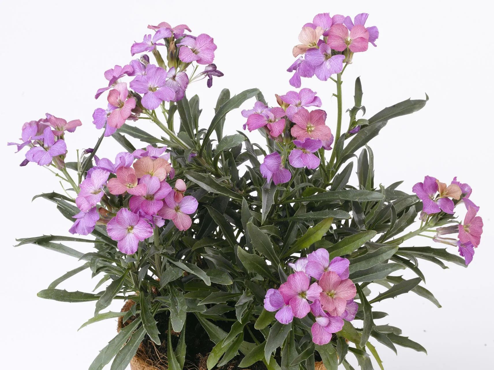 Erysimum Constant Cheer