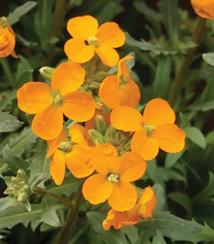 Erysimum GLOW™ Coral