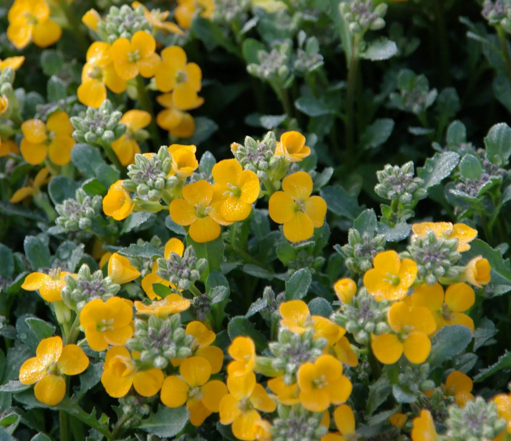 Erysimum GLOW™ Orange