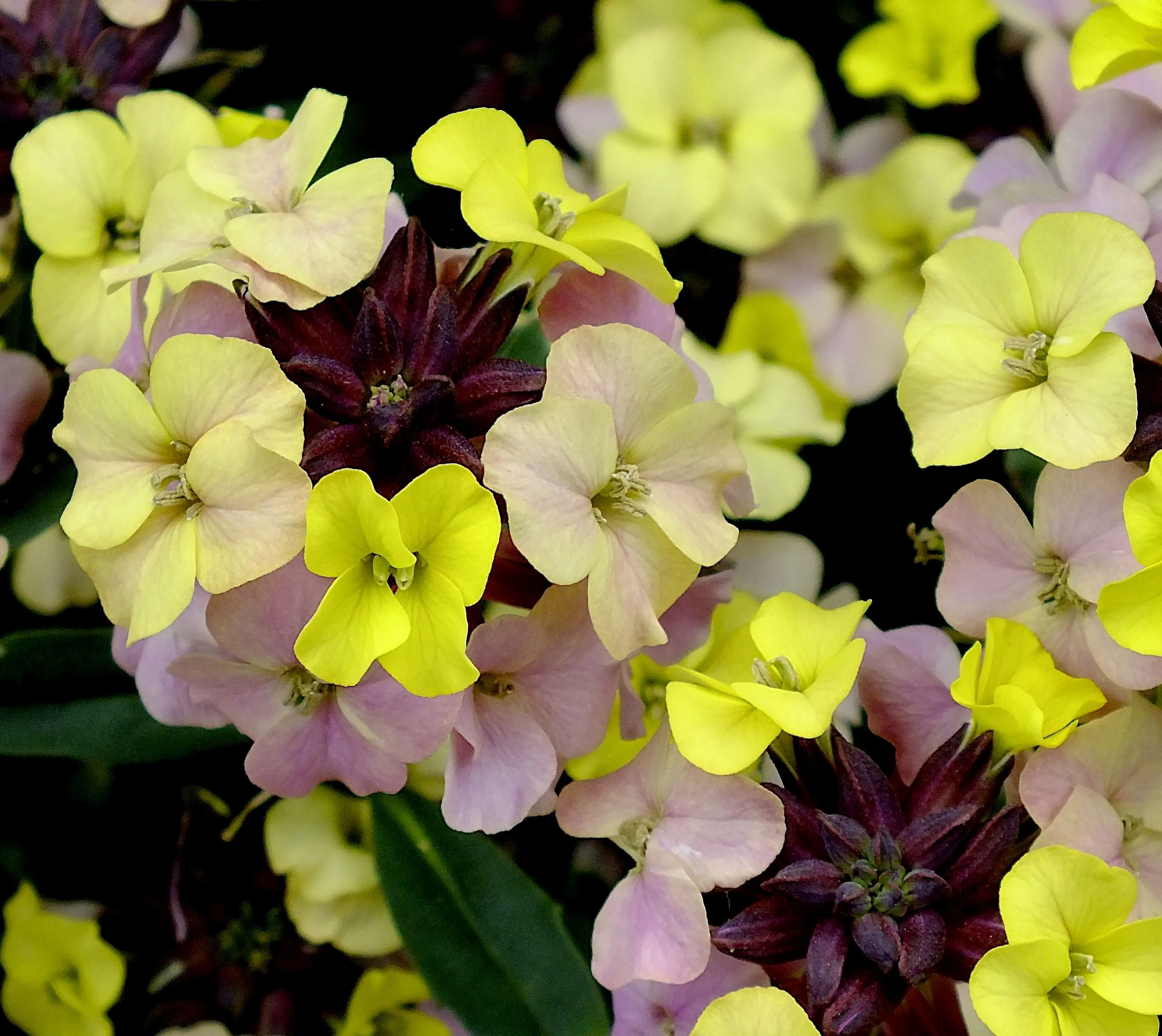 Erysimum Sky Early Sunrise - s