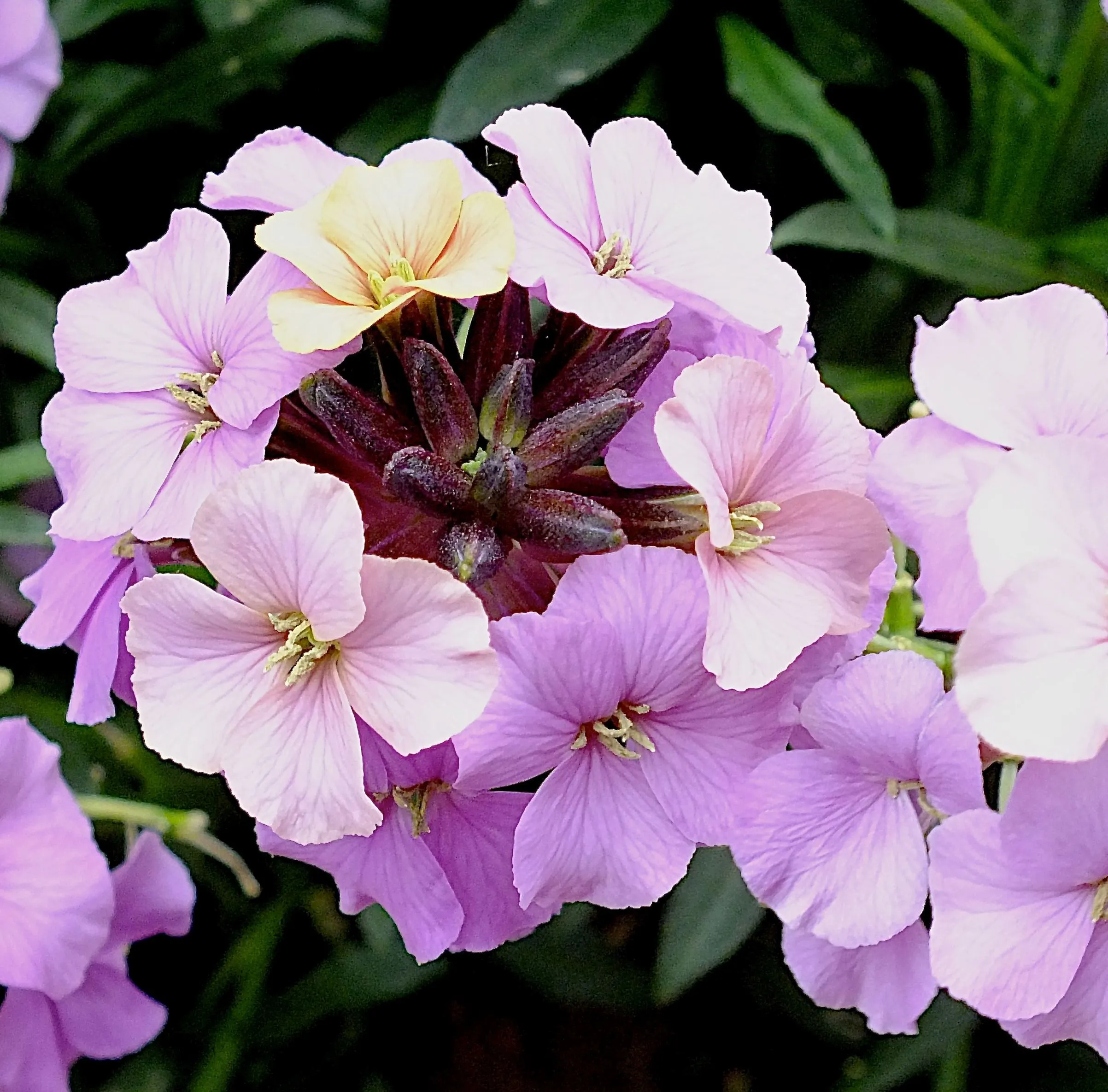 Erysimum Sky Night Skies - s