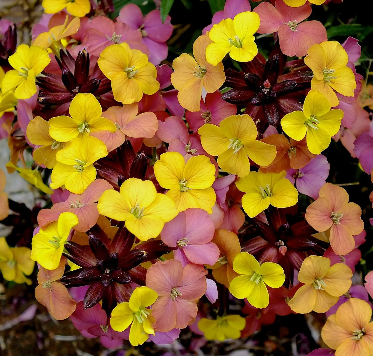 Erysimum Sky Tropical Sunset - s