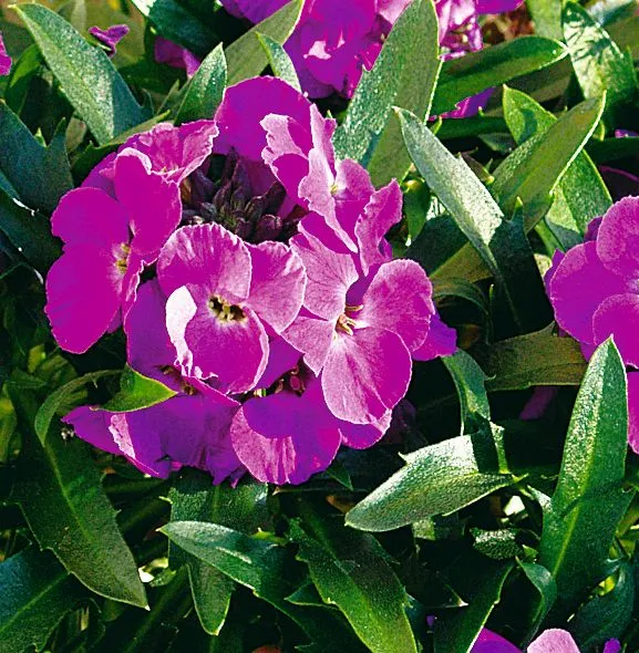 Erysimum WINTER™ Joy Improved