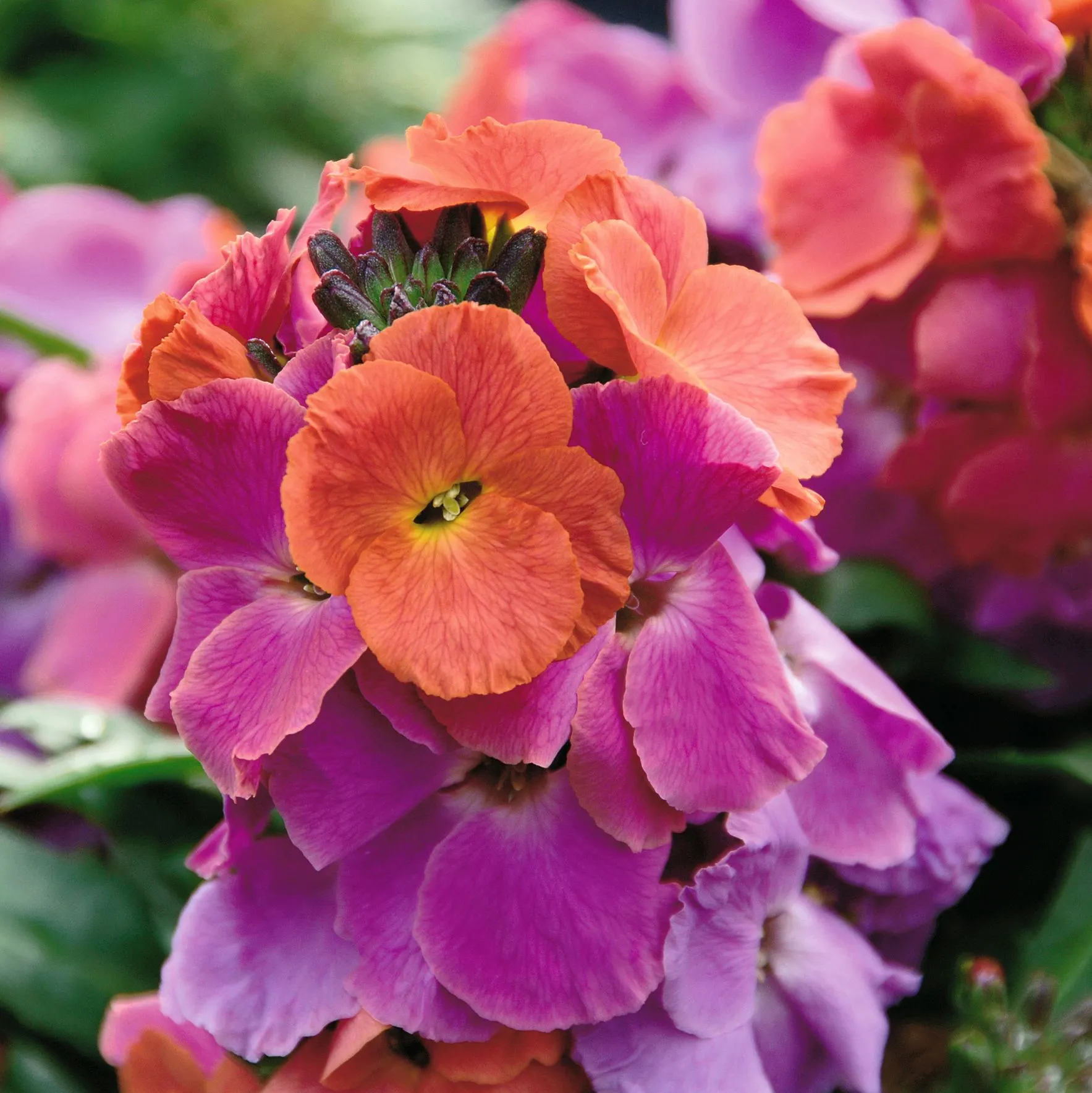 Erysimum WINTER™ Orchid