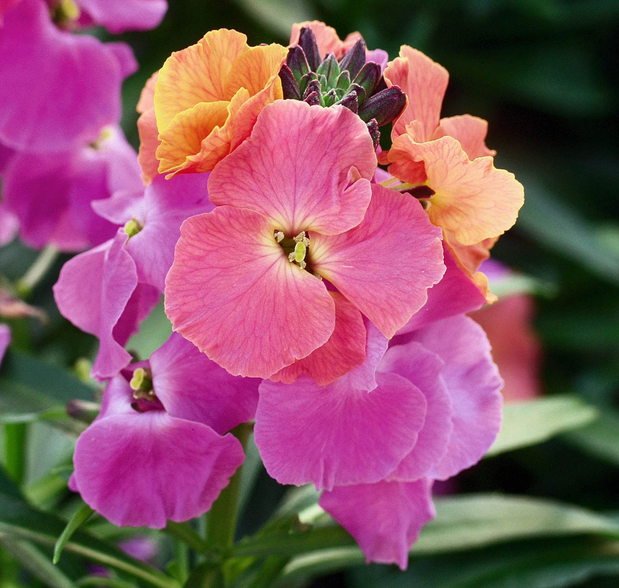 Erysimum WINTER™ Sorbet Improved