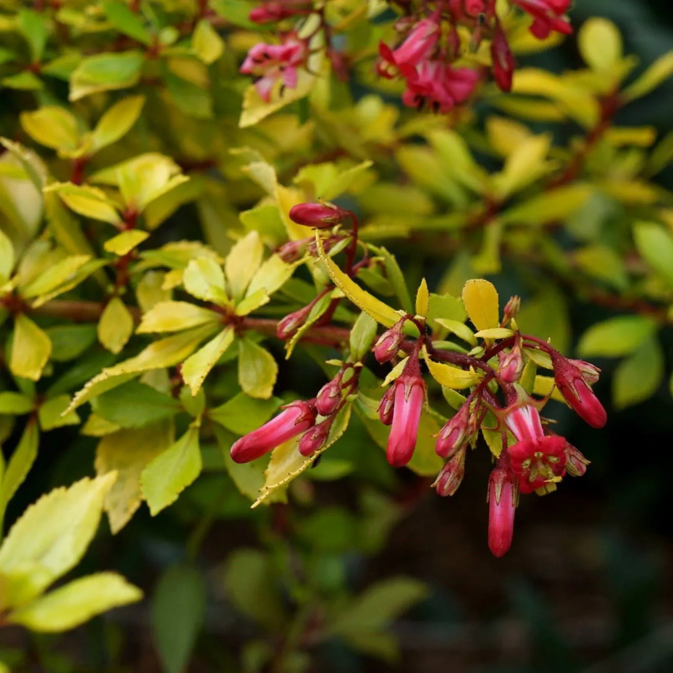 Escallonia Golden Carpet - Jaldety flower