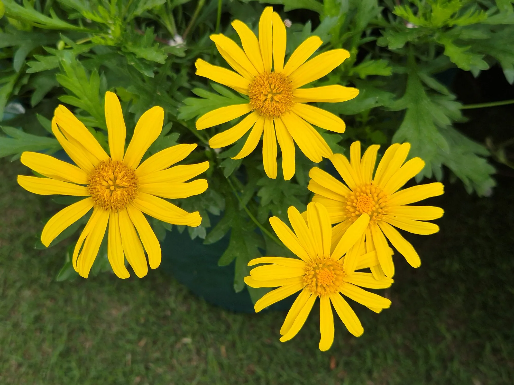 Euryops