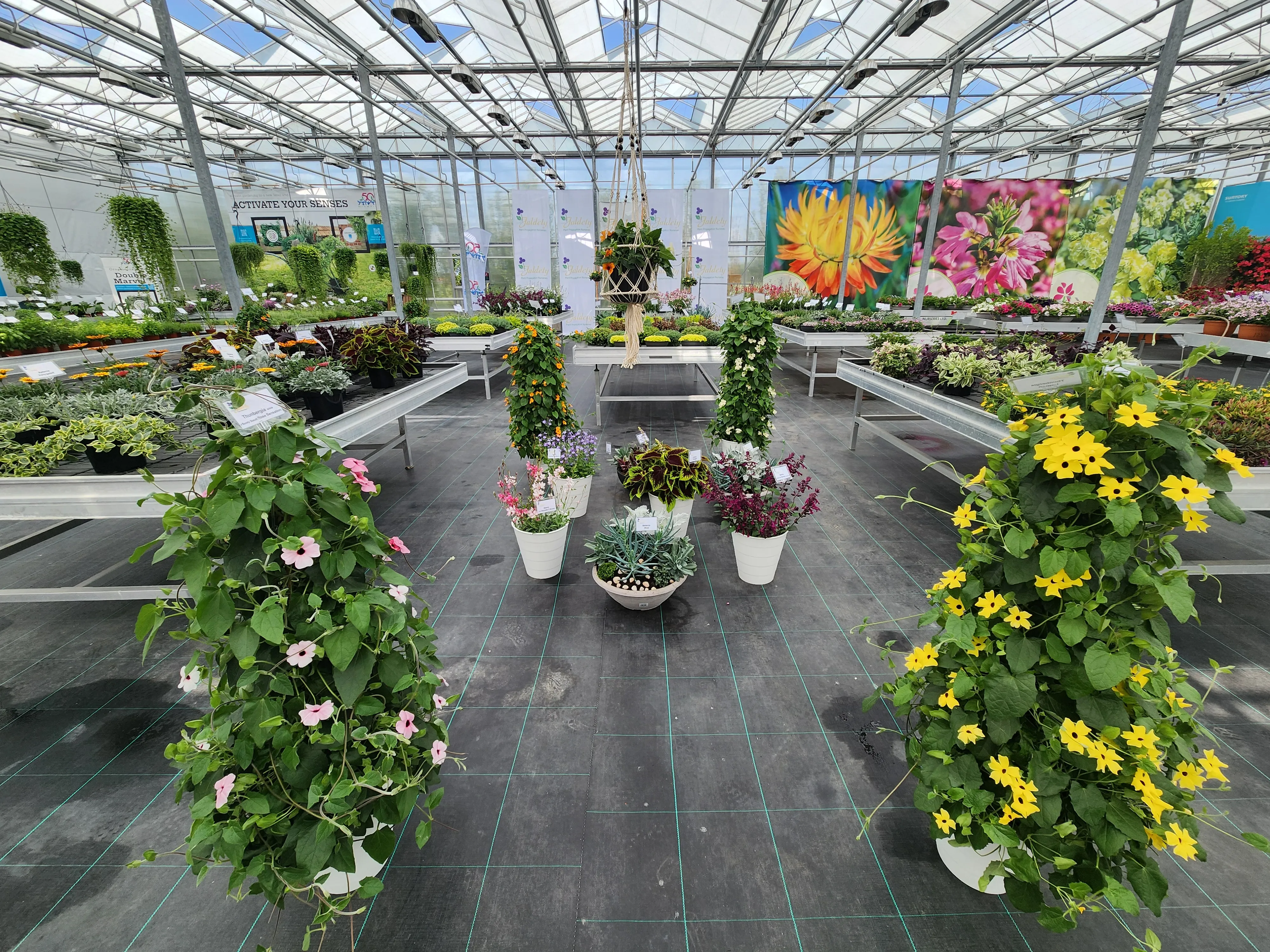 Jaldety show area Flower Trials 2025
