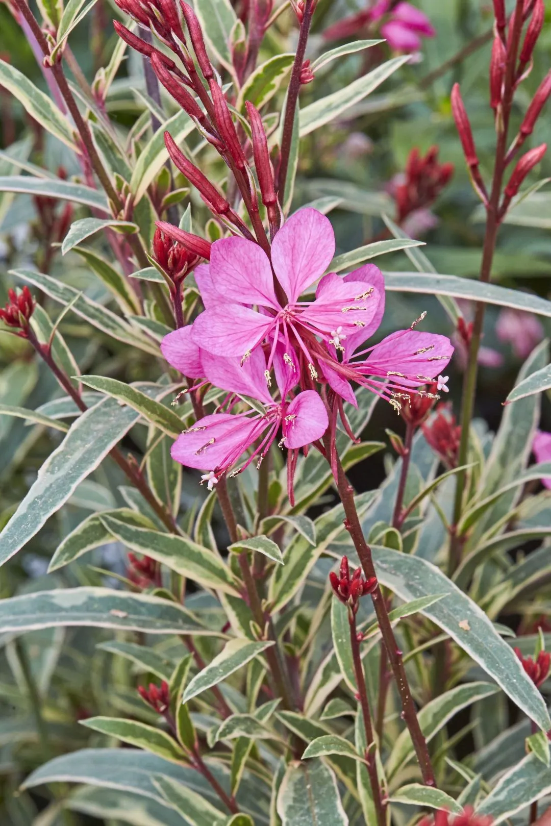 Gaura Gambit® Variegated Rose - s