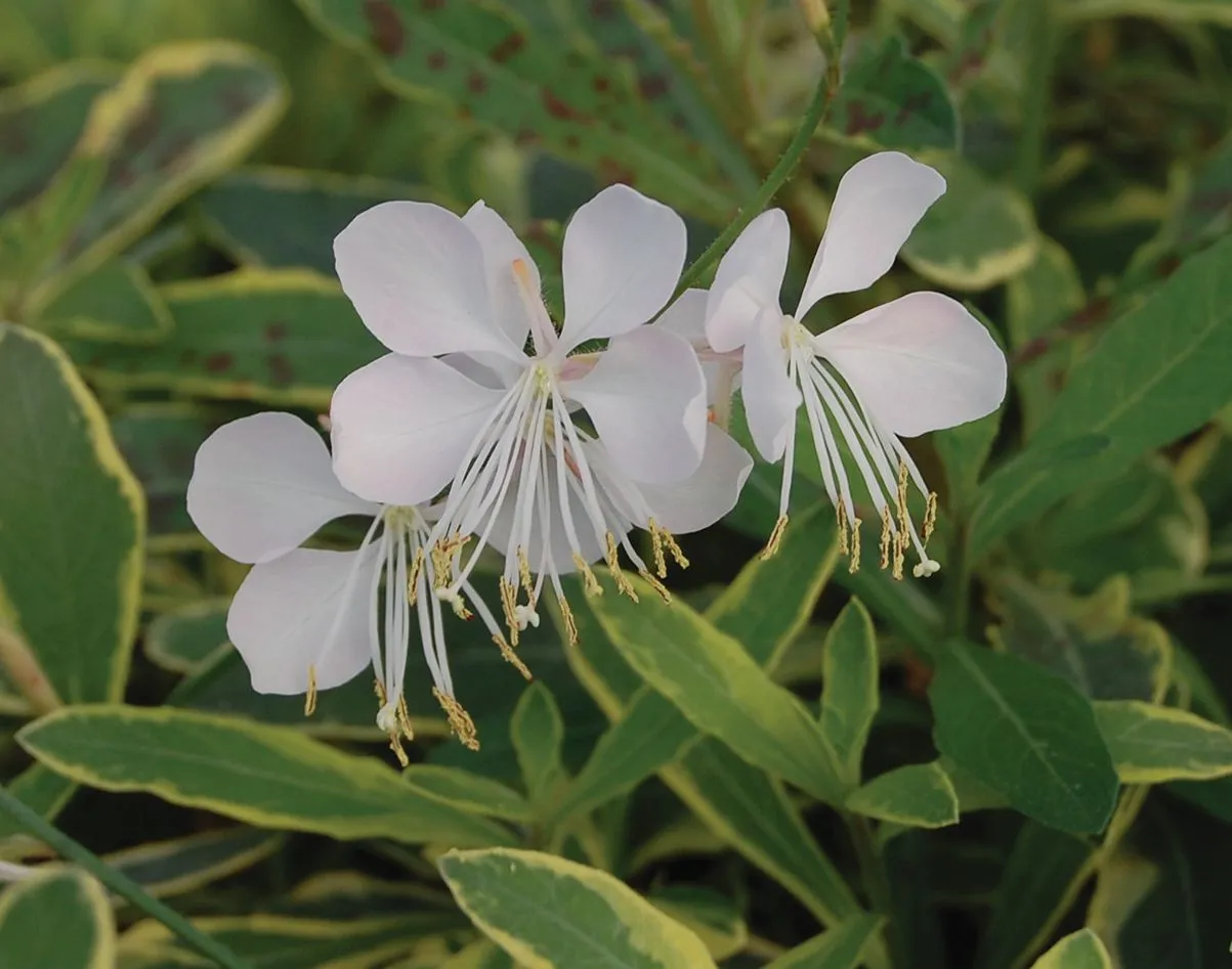 Gaura Variegated - Jaldety ©