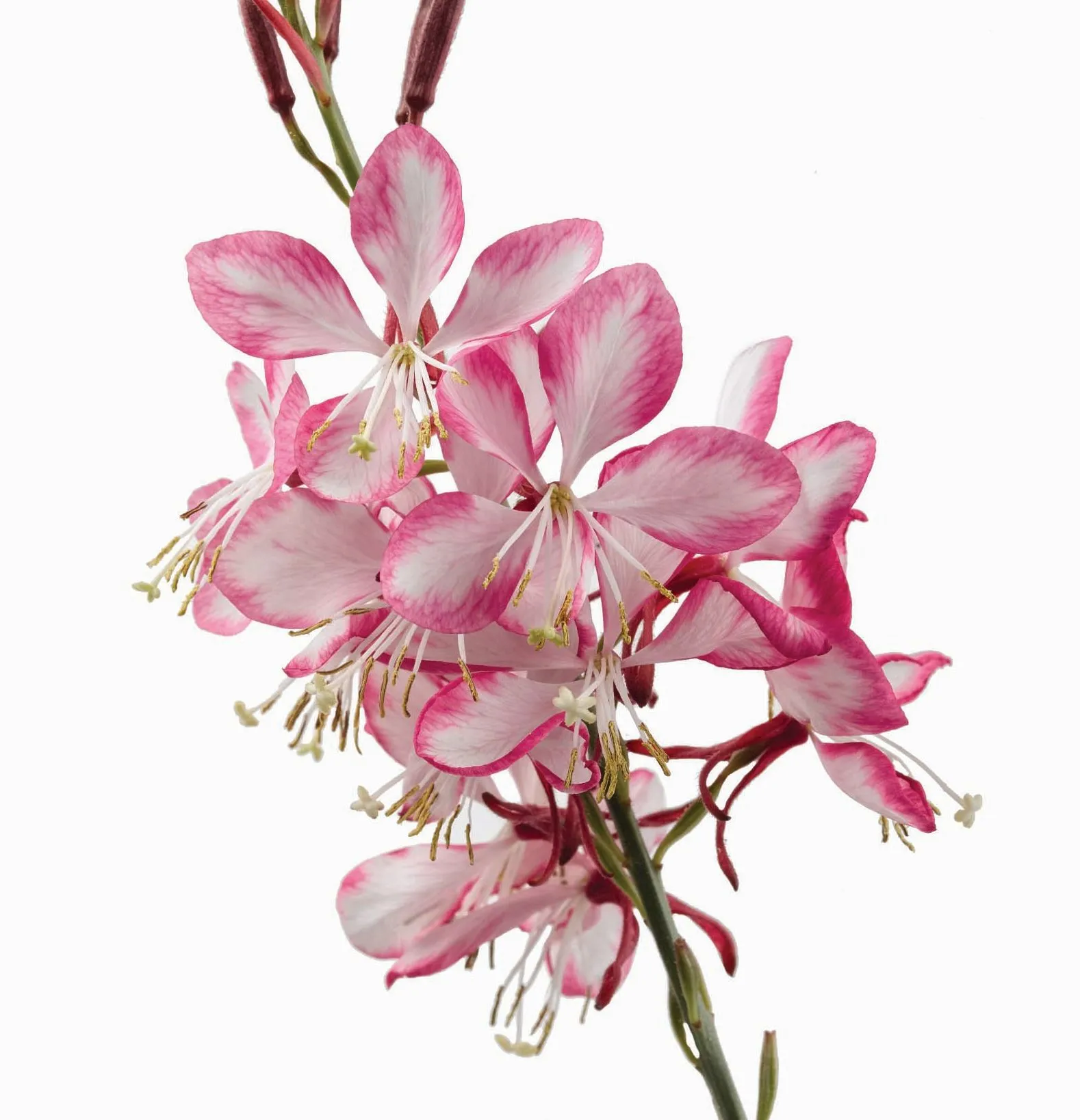 Gaura WFL® Gauriella™ Bicolor - Jaldety ©