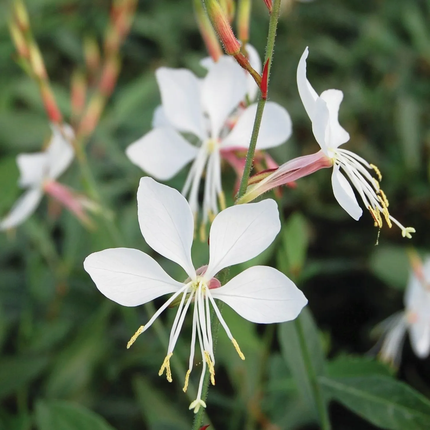 Gaura White - Jaldety ©