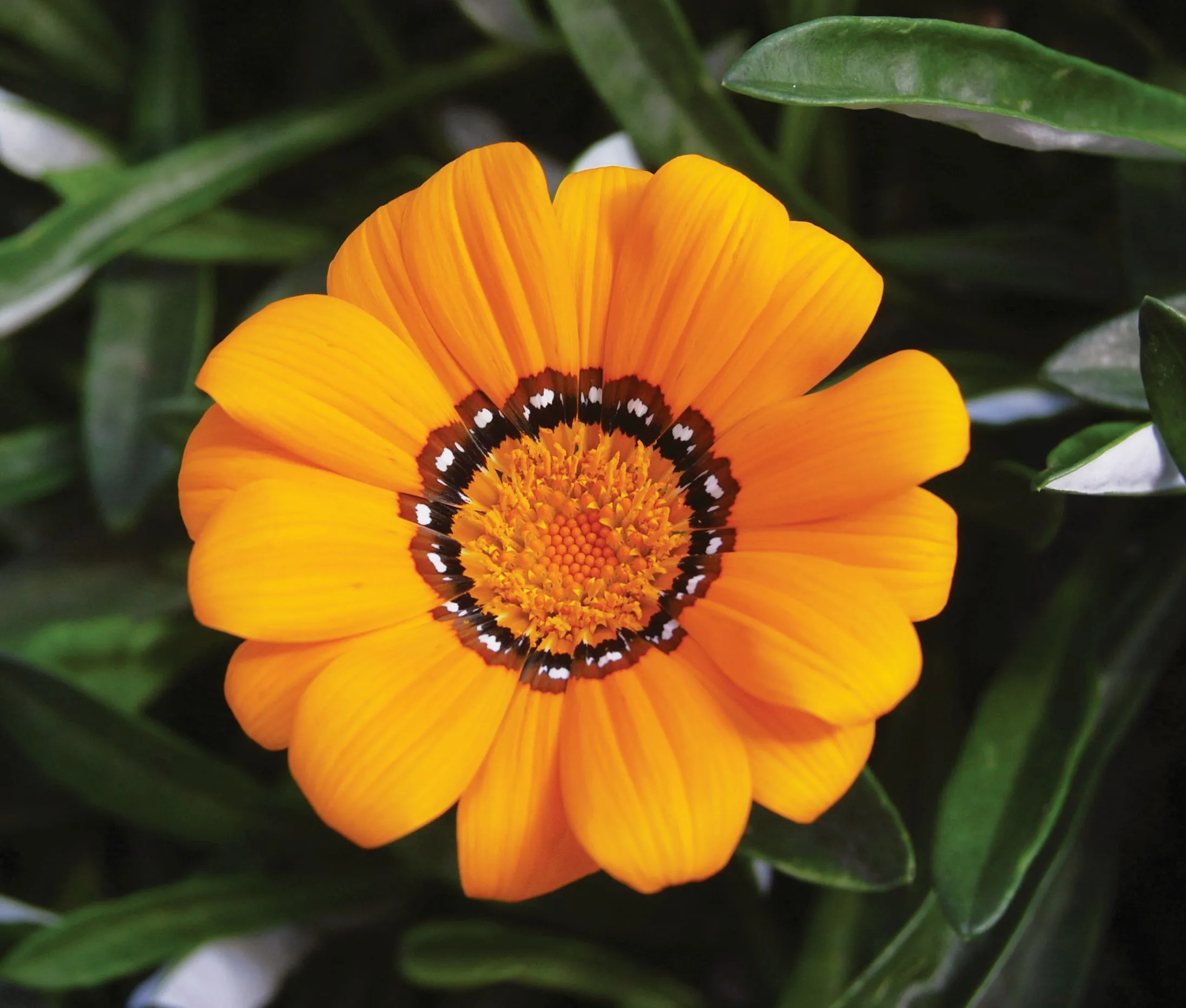 Gazania Adonis - Jaldety ©