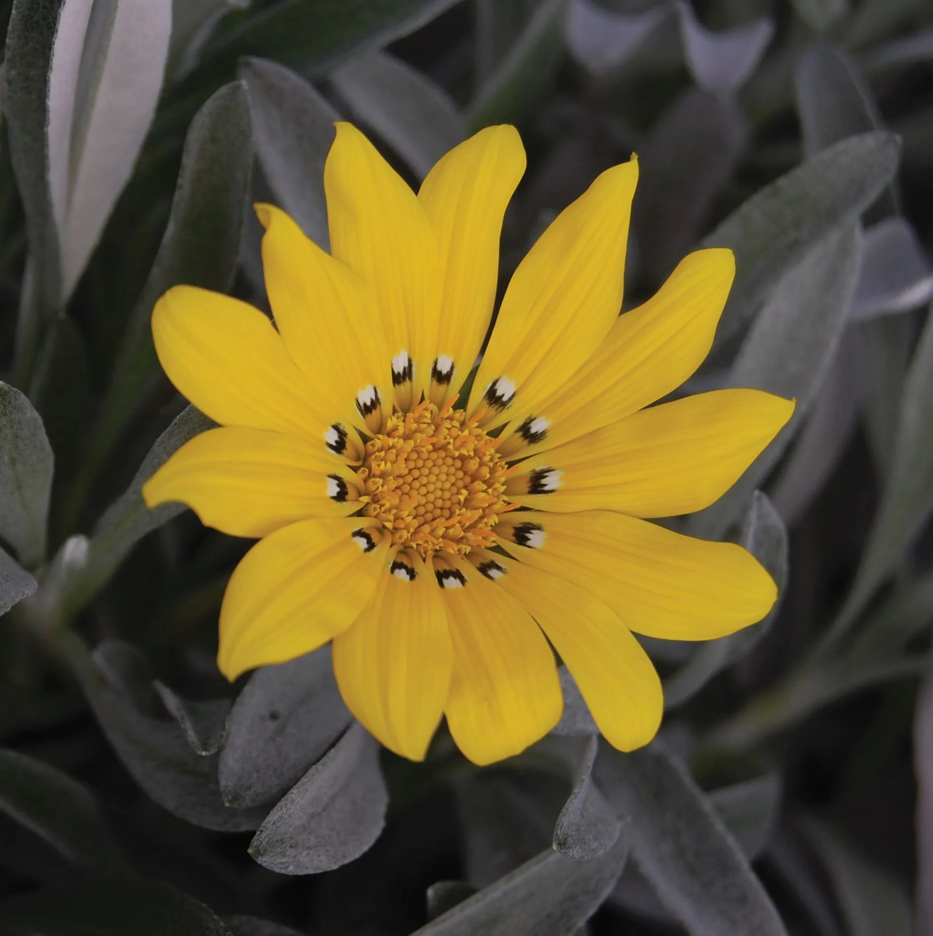 Gazania Beda - Jaldety ©