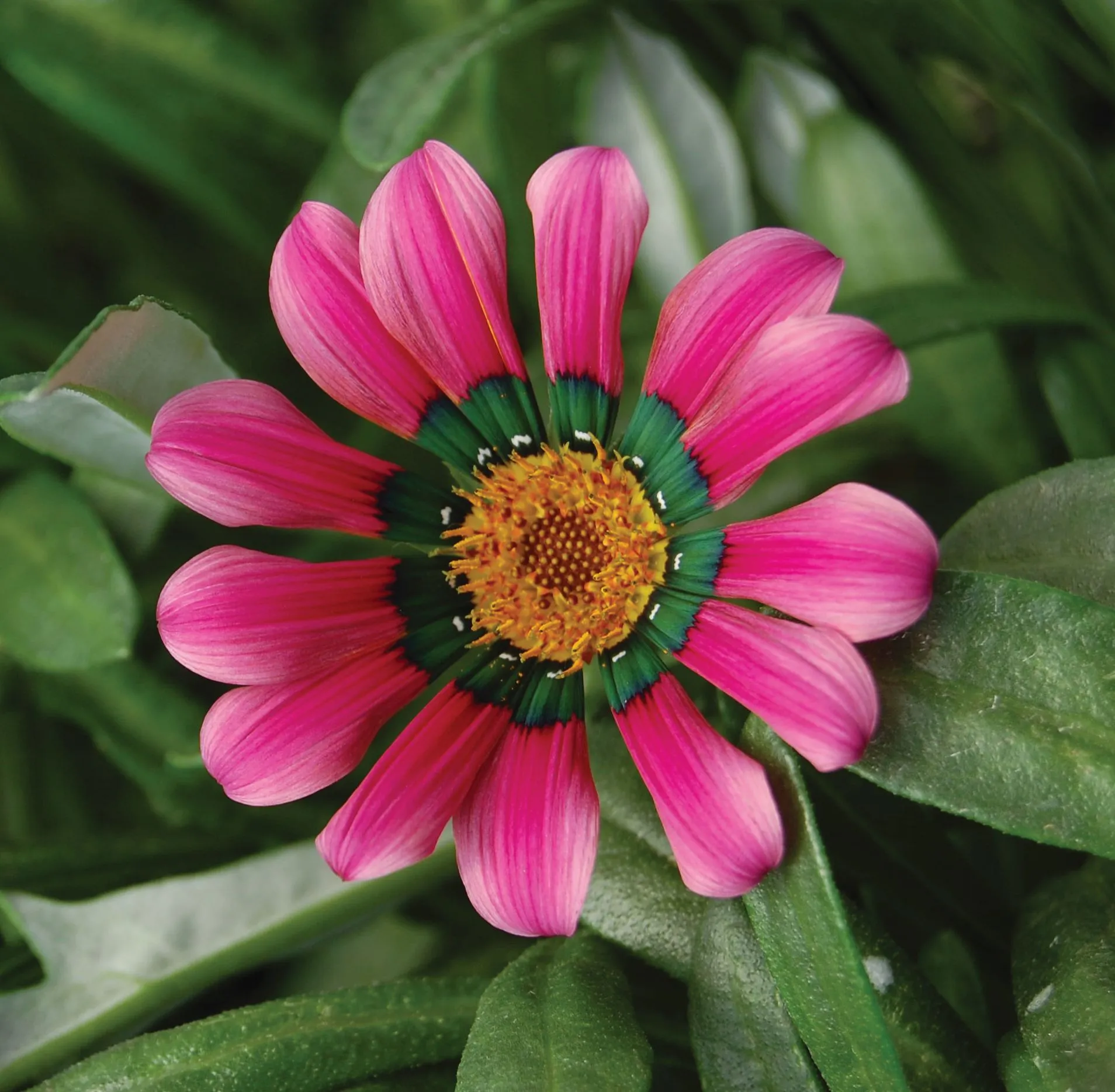 Gazania Christopher Lloyd - Jaldety ©