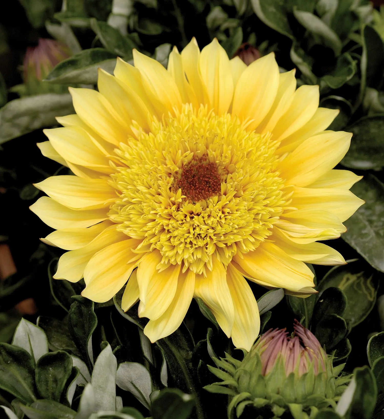 Gazania Cremazu SunBathers® - Jaldety ©
