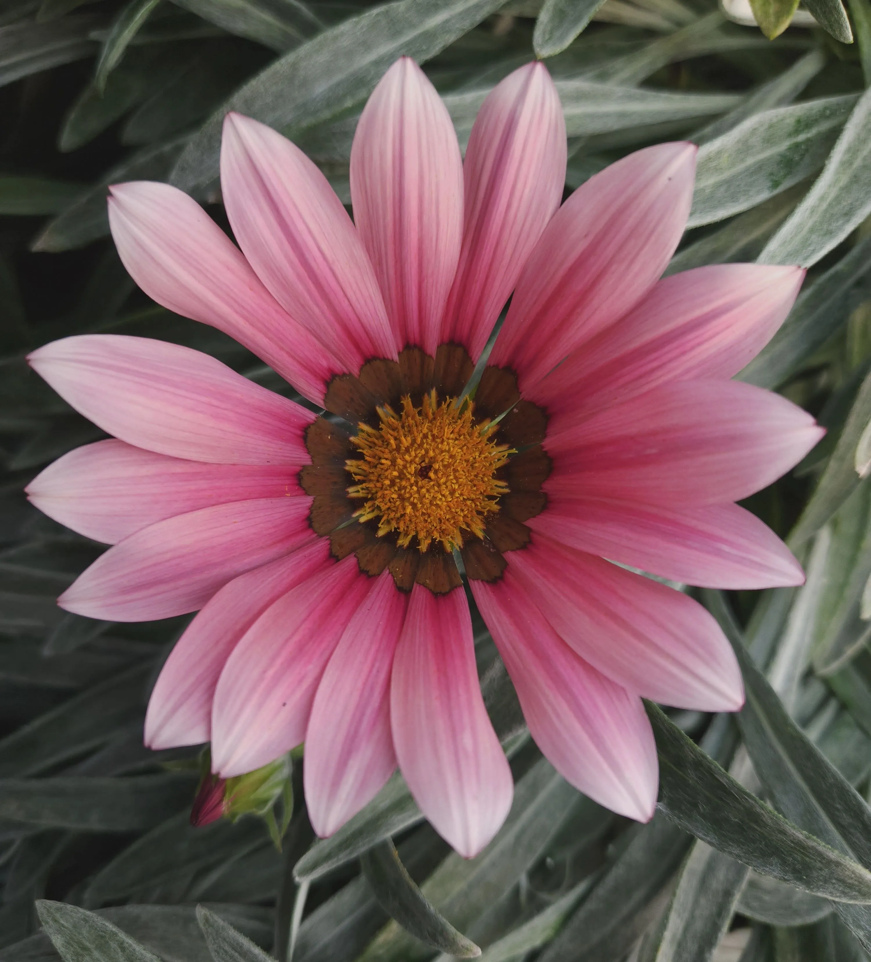 Gazania Jupiter® Silver Pink - Jaldety ©