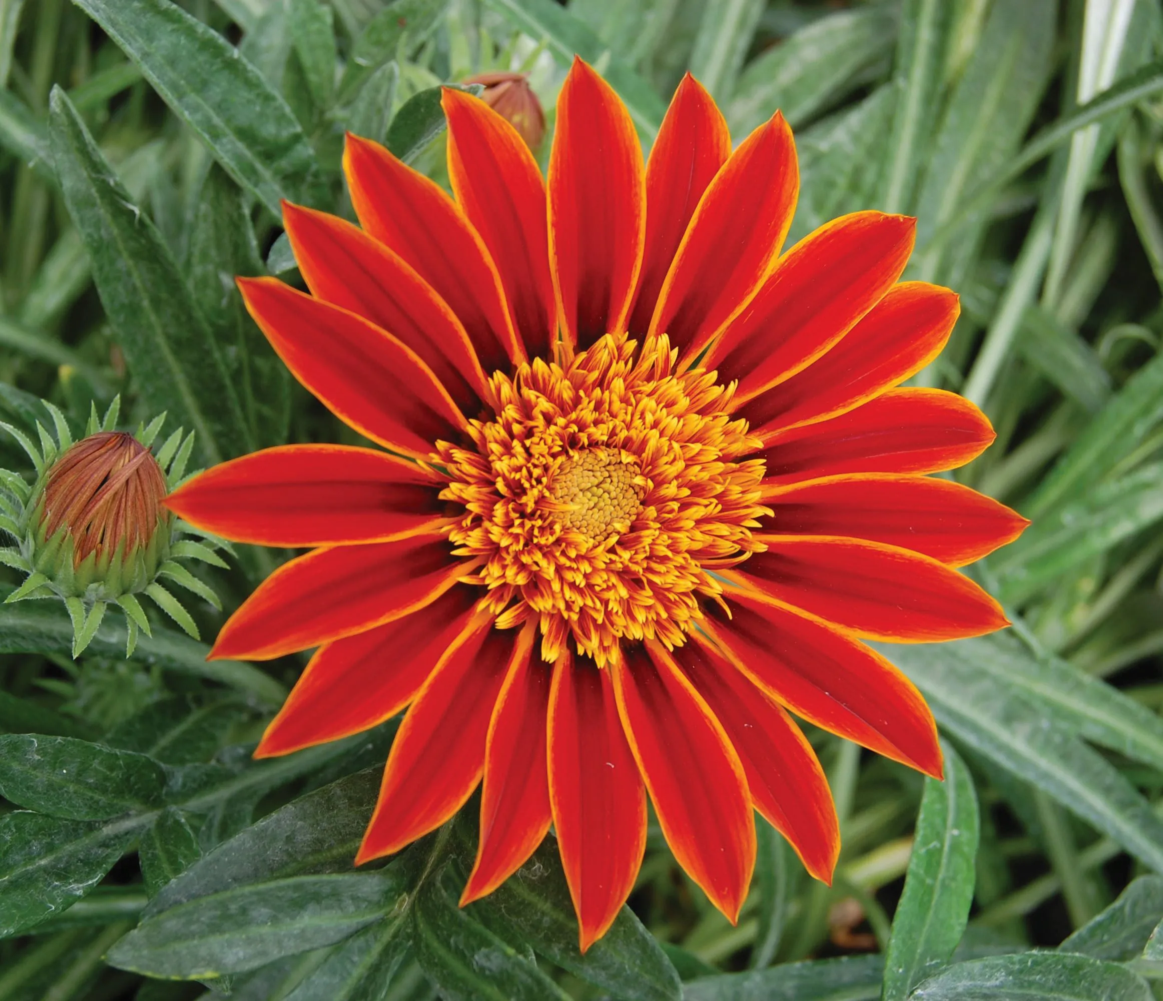 Gazania Katua SunBathers®- Jaldety ©