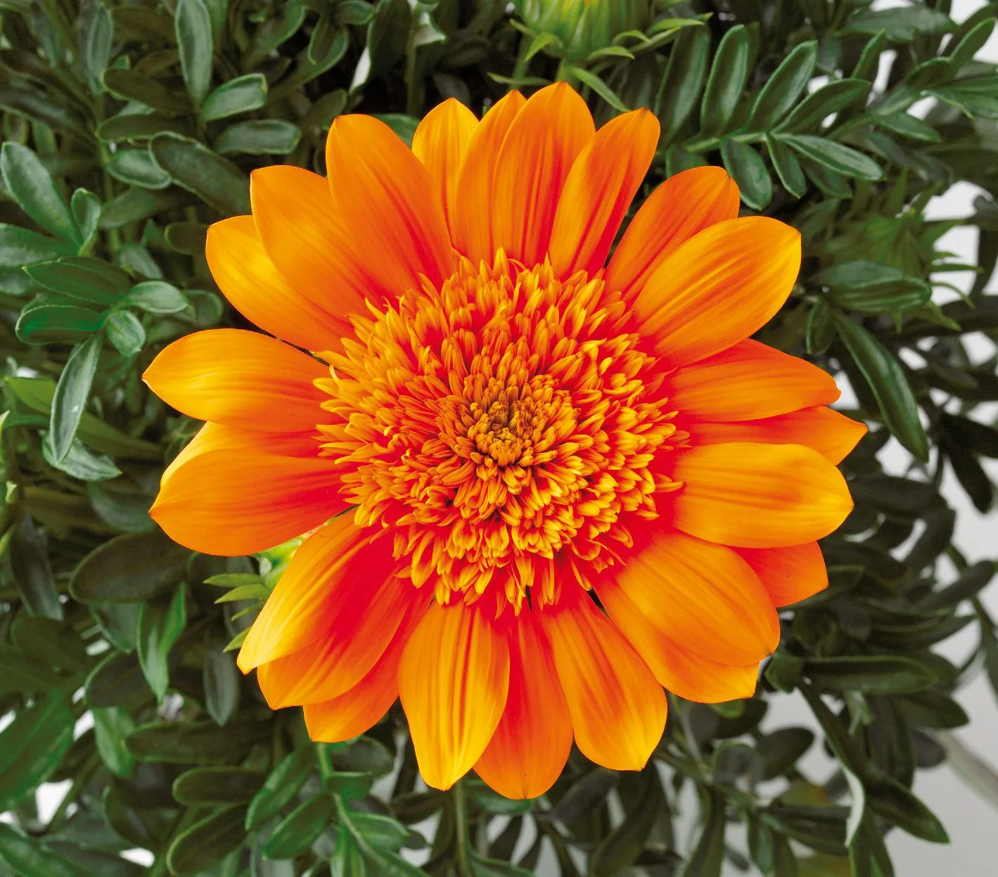 Gazania Nahui SunBathers® - Jaldety ©