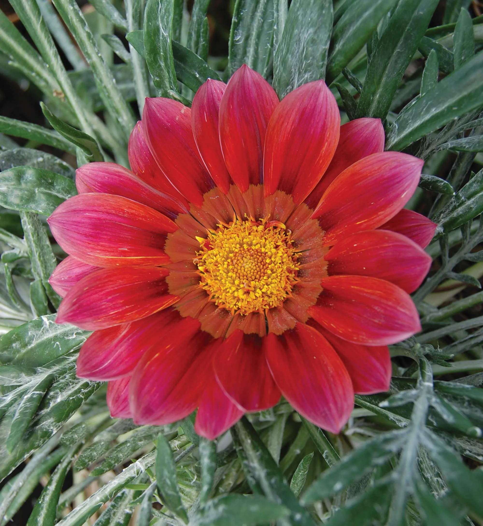 Gazania Otomi SunBathers® - Jaldety ©