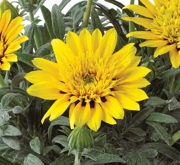 Gazania Sunset Jane Lemon Spot SunBathers® - Jaldety ©