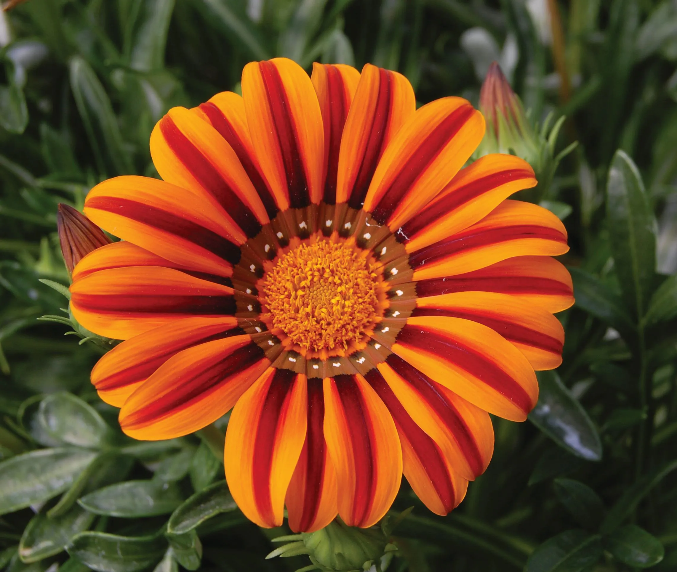 Gazania Tikal SunBathers® - Jaldety ©