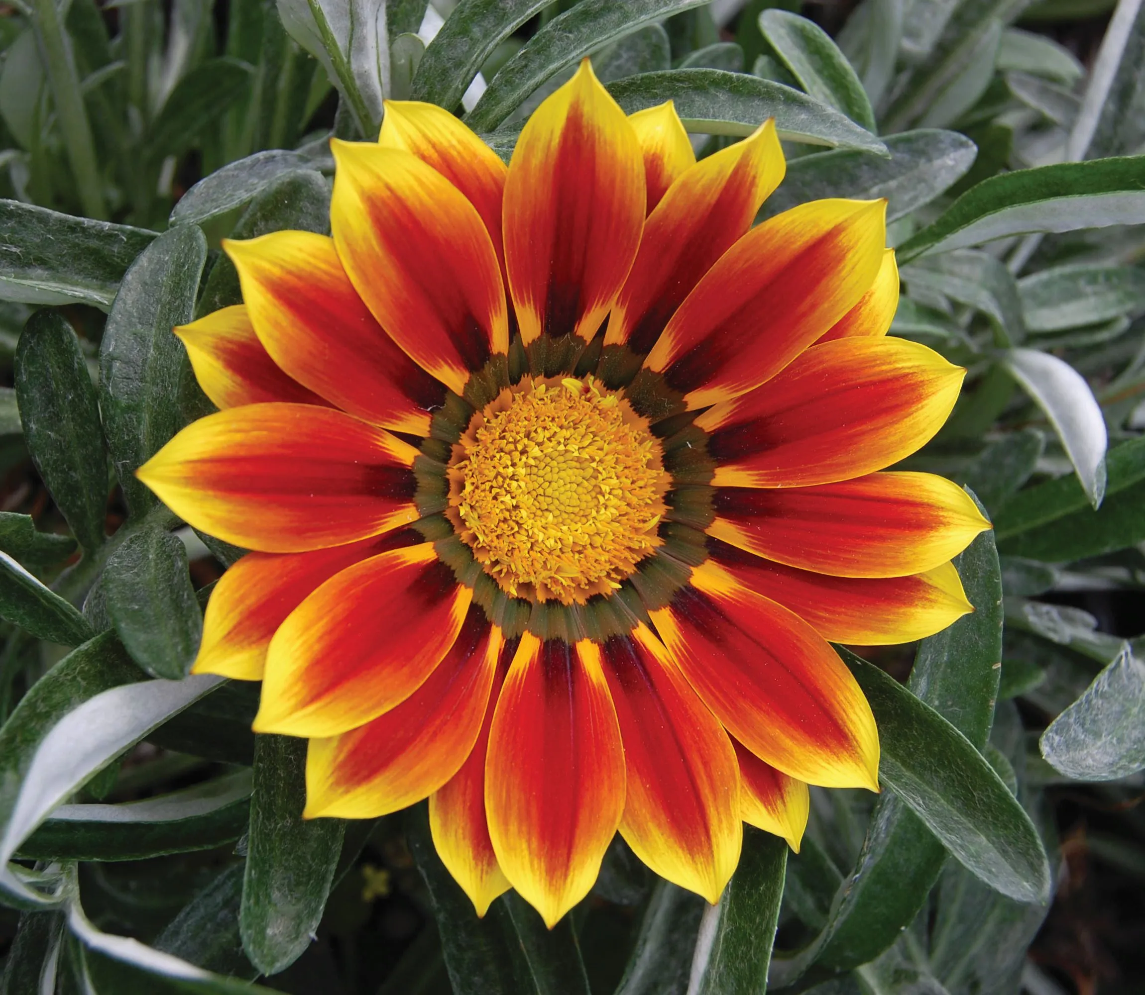 Gazania Totonaca SunBathers®- Jaldety ©