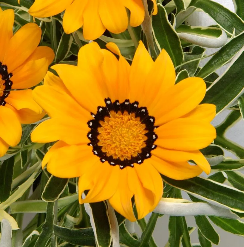 Gazania Variegated Orange - Jaldety ©