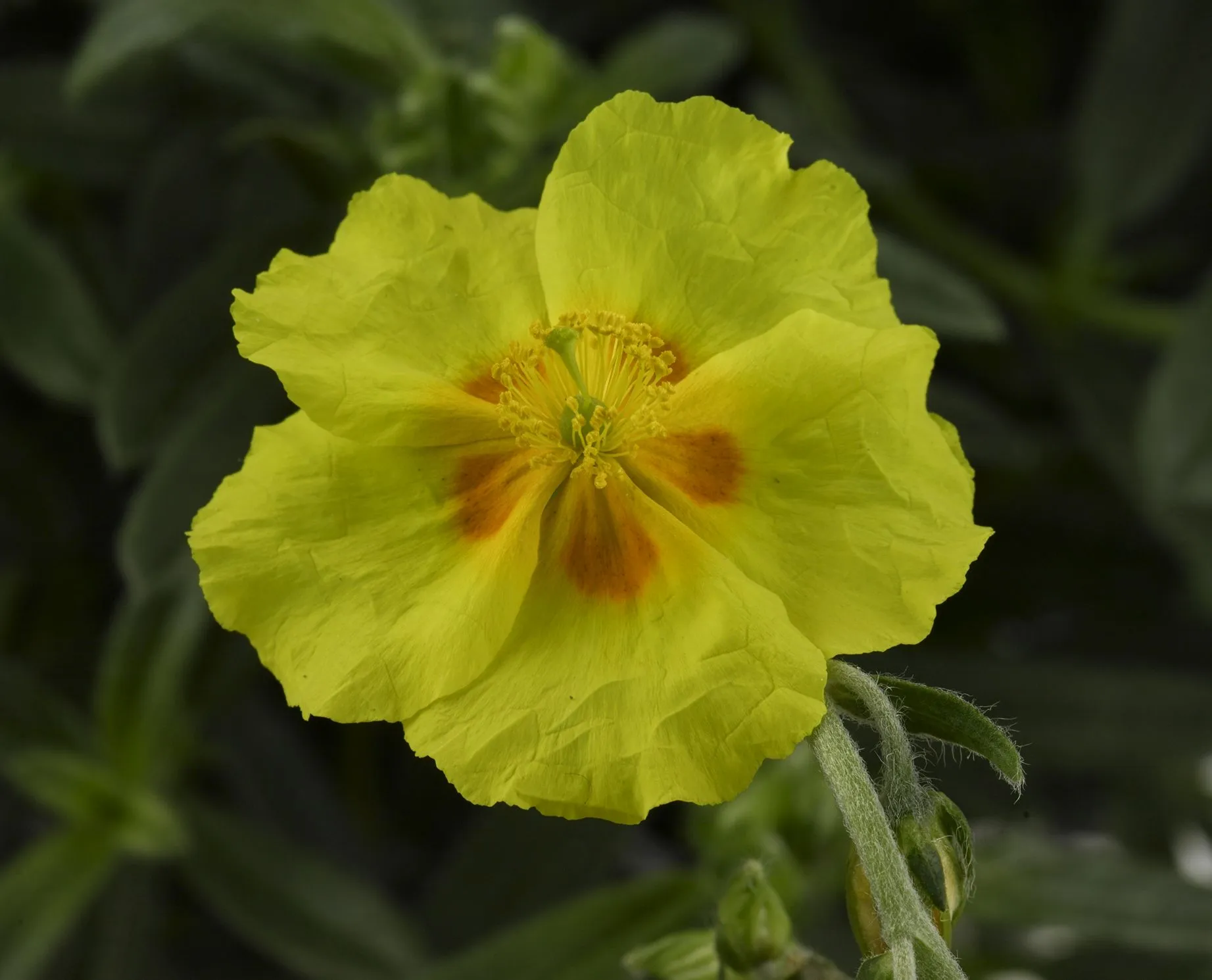 Helianthemum  Ben Fhada - Jaldety ©
