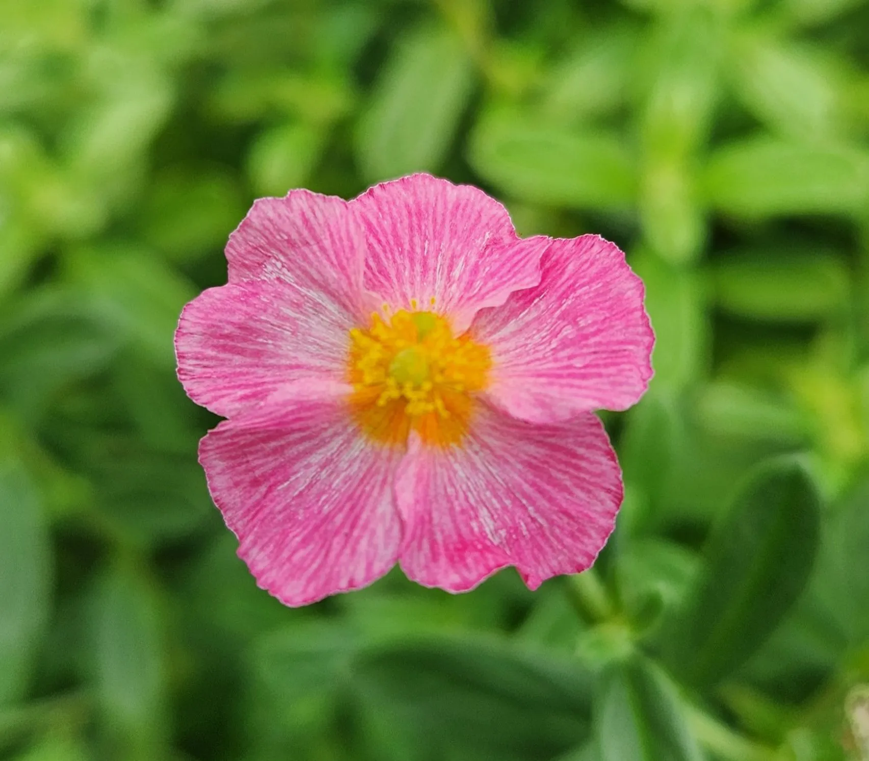 Helianthemum Ben Hope - Jaldety ©