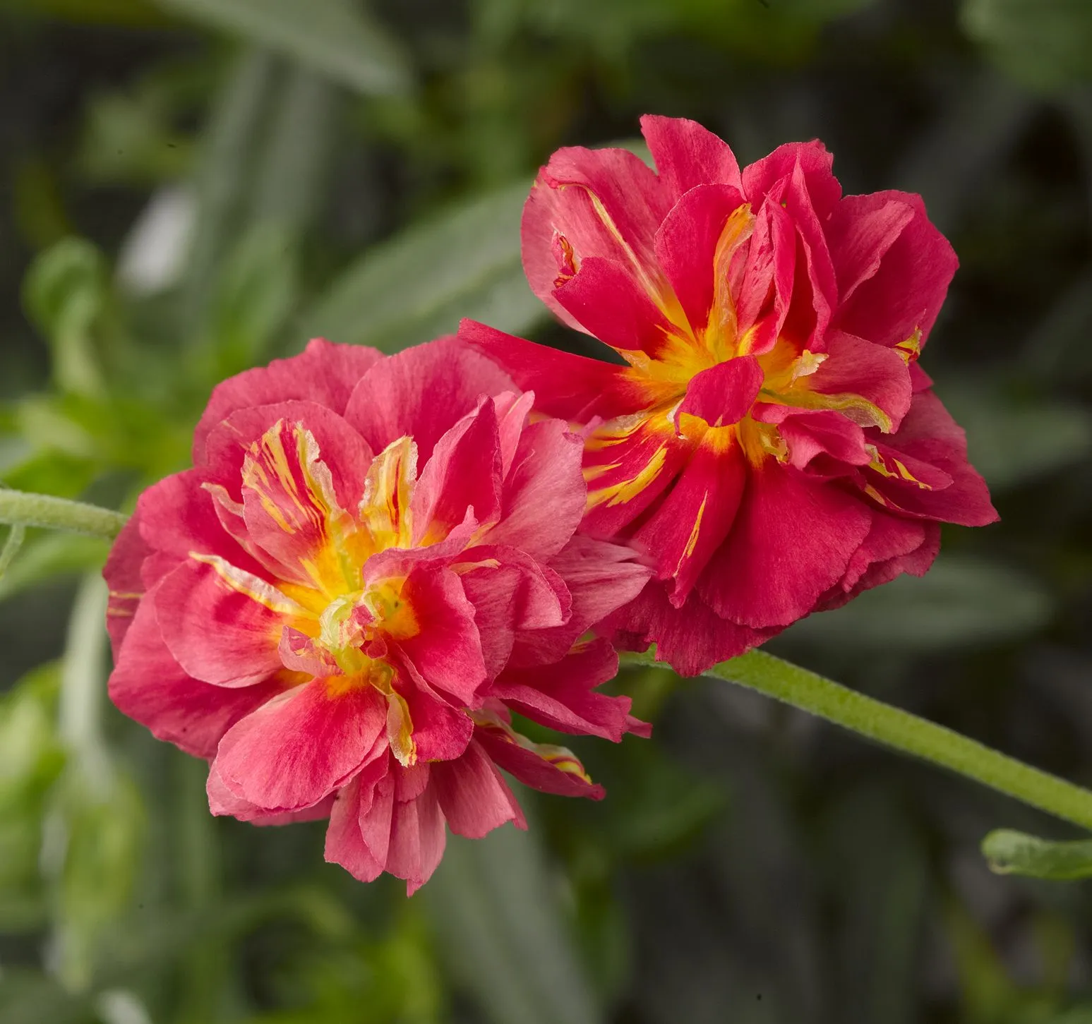 Helianthemum Cerise Queen - Jaldety ©