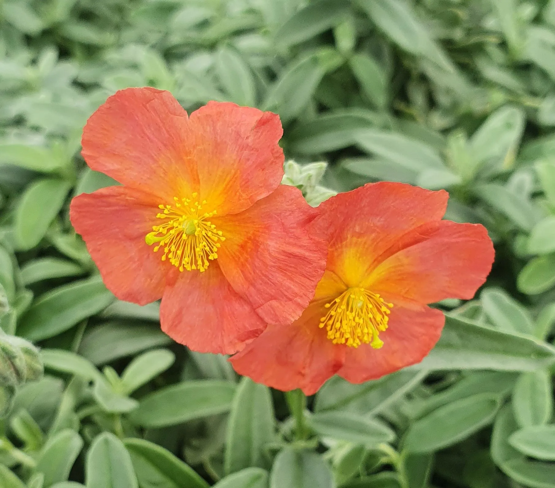 Helianthemum Fire Dragon - Jaldety ©