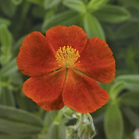 Helianthemum Henfield Brilliant - Jaldety ©