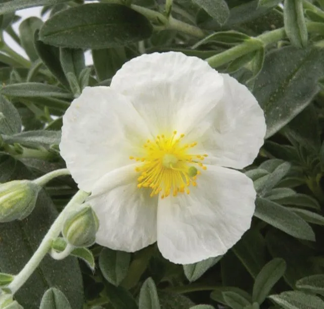 Helianthemum The Bride - Jaldety ©
