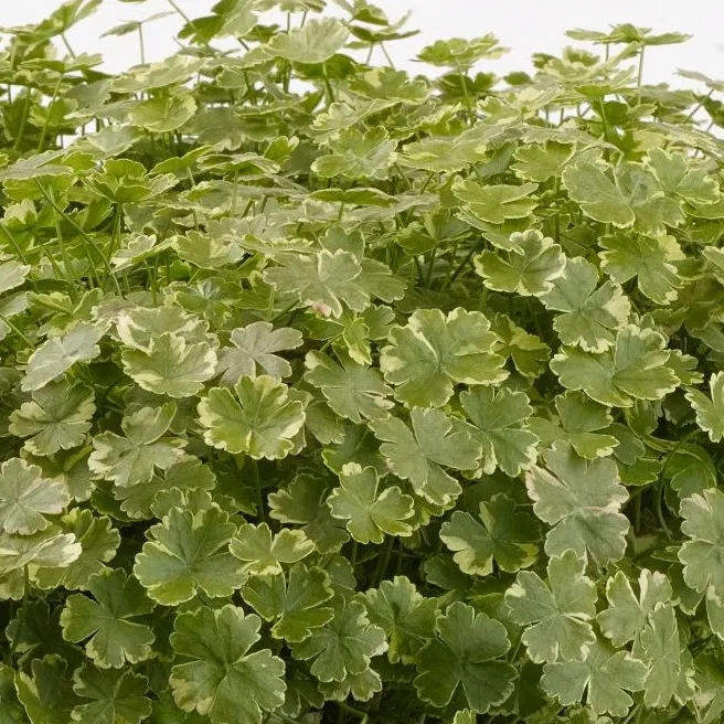 Hydrocotyle Variegata - Jaldety ©