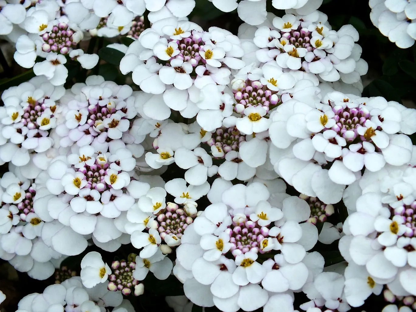 Iberis Masterpiece - s Jaldety © flowers