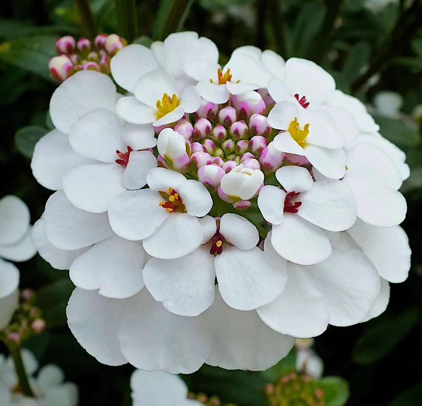Iberis Masterpiece- s Jaldety © flower